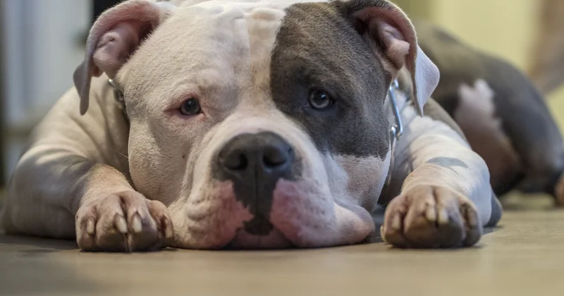 Was genau ist ein American Bully XL?